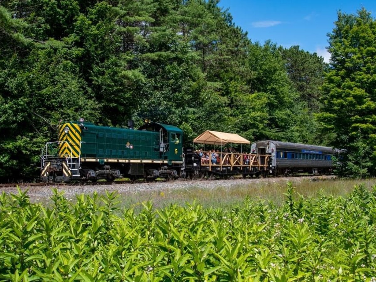 a train traveling through a lush green forest
