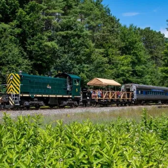 a train traveling through a lush green forest