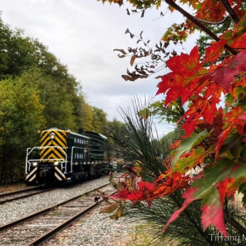 Train on tracks with vibrant red autumn leaves nearby.